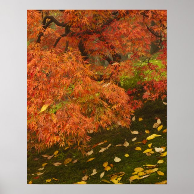 Poster Ácer japonês na cor do outono (Frente)