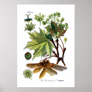 Poster Acer platanoides (Noruega Maple)