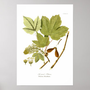 Poster Acer pseudo-platanus