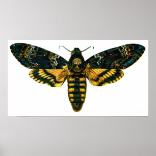 Póster Acherontia atropos (Death's Head Hawkmoth)