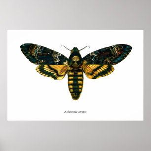Póster Acherontia atropos (Hawkmoth Cabeça da Morte)