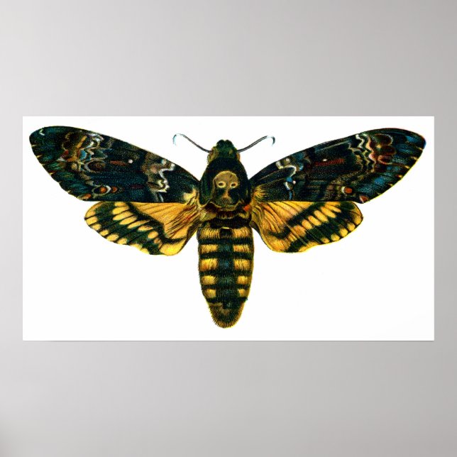 Póster Acherontia atropos (Hawkmoth Chefe da Morte) (Frente)