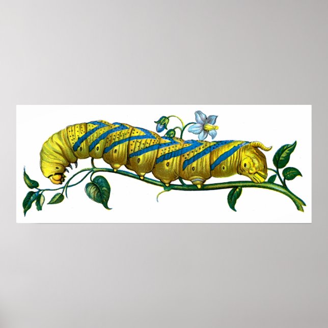 Poster Acherontia atropos lagarta (Frente)