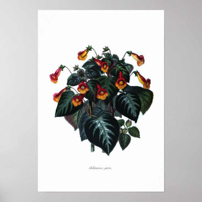 Póster Achimenes picta (Frente)