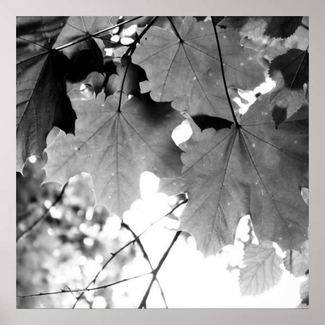 Poster Acima (Frente)