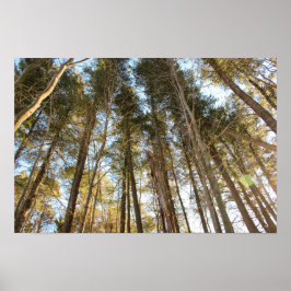 Poster Acima das Árvores – Paisagem Natural Tranquila