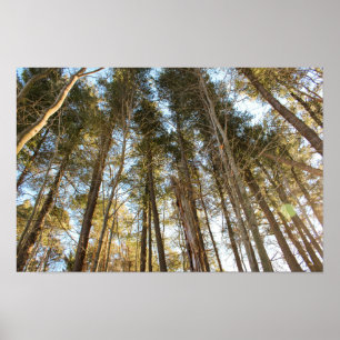 Poster Acima das Árvores – Paisagem Natural Tranquila