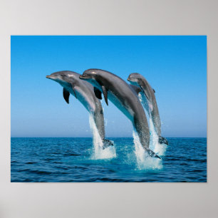 Póster Acima dos golfinhos ascendentes ascendentes