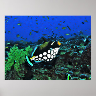 Poster Acionador de Palhaço no Recife