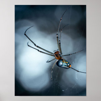 Poster Acionadores de aranha | Aranha Bela Com Webs