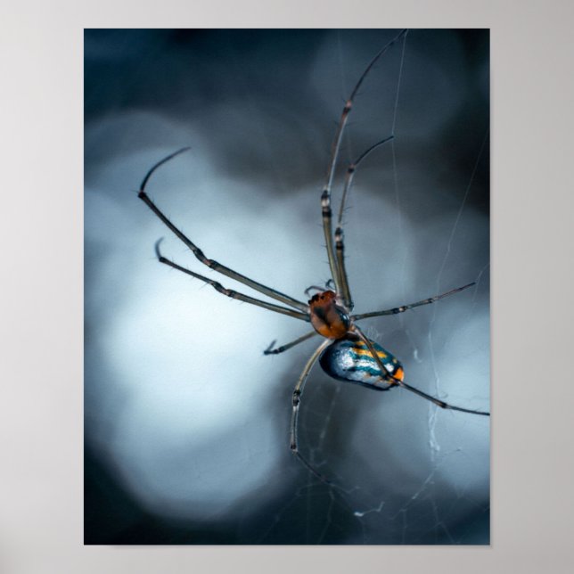 Poster Acionadores de aranha | Aranha Bela Com Webs (Frente)
