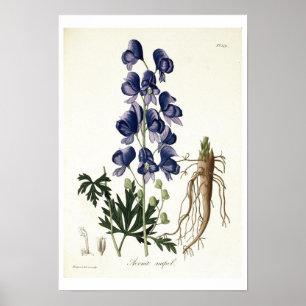 Poster Aconitum Napellus de 'Phytographie Medicale' por