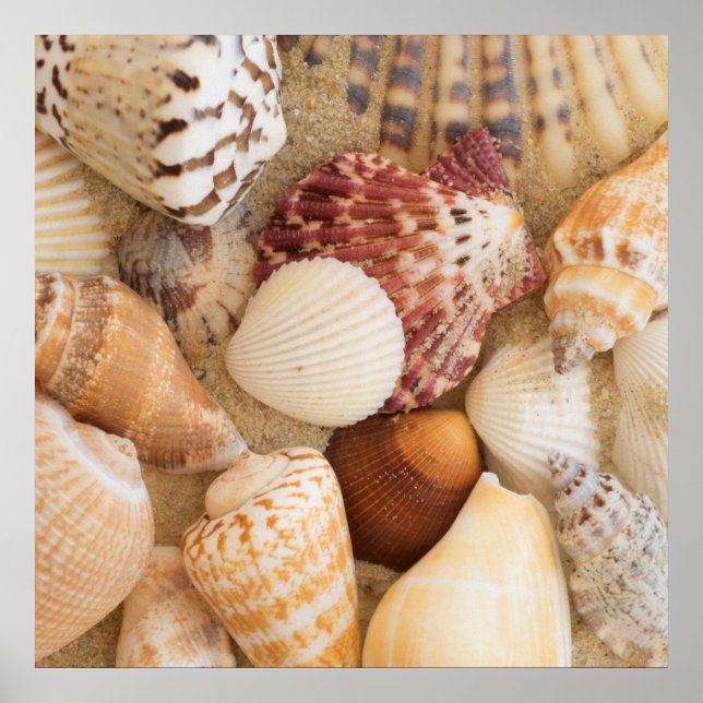Póster Acordo de Seashell (Frente)