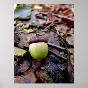 Póster Acorn Verde na Floresta