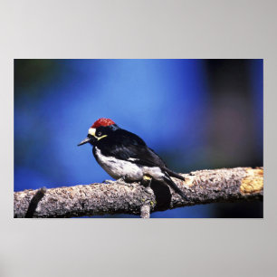 Póster Acorn Woodpecker