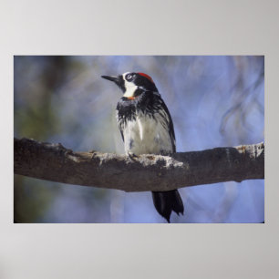 Poster Acorn Woodpecker