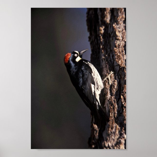 Poster Acorn Woodpecker (Frente)