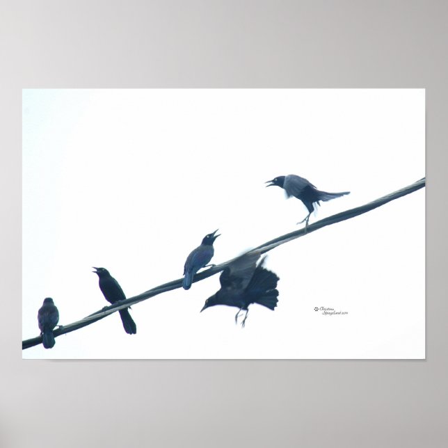 Poster acrobática de aves (Frente)