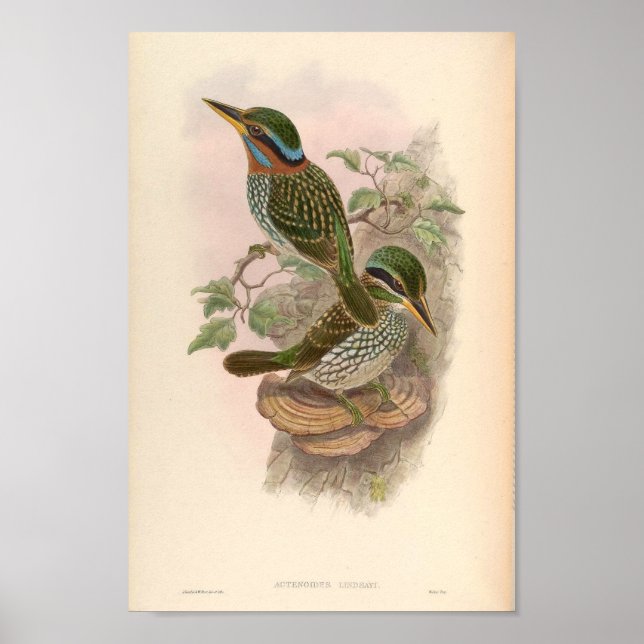 Poster Actenoides Lindsayi Kingfisher Aves Vintage (Frente)