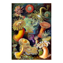 Actiniae por Ernst Haeckel