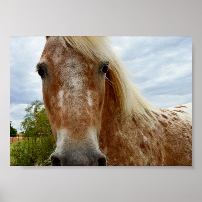 Poster Açúcar Do Cavalo Appaloosa, (Frente)