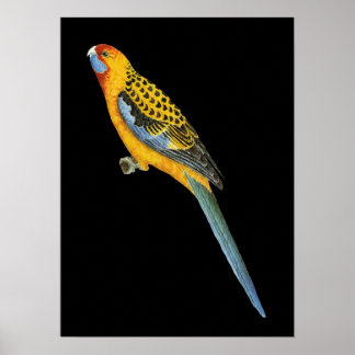 Poster Adelaide Rosella - Platycerus elegans adelaidae
