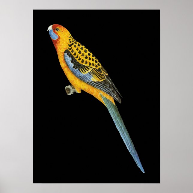 Poster Adelaide Rosella - Platycerus elegans adelaidae (Frente)