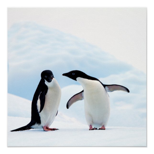 Póster Adelie Penguins (Frente)