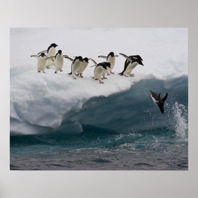 Poster Adelie Penguins mergulhando no mar Paulette (Frente)