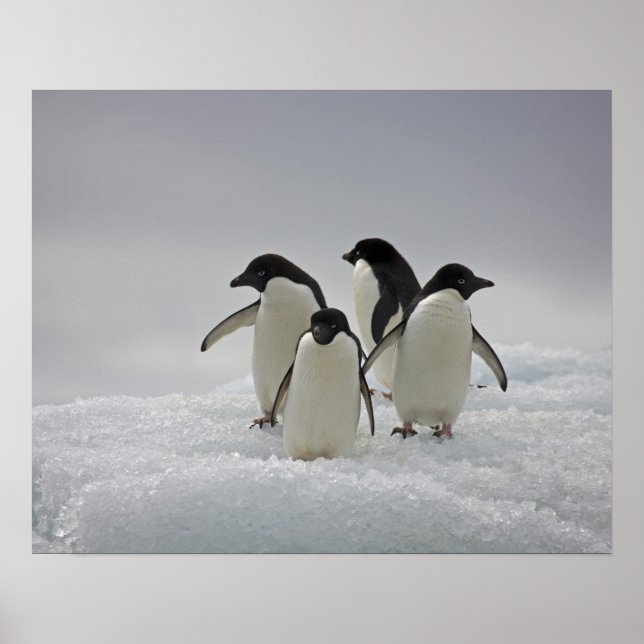 Póster Adelie Penguins sobre Fluxos de Gelo (Frente)