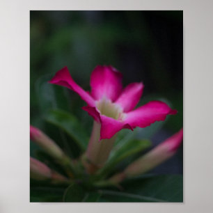 Poster Adenium obesum