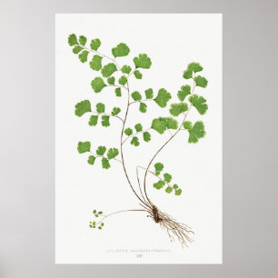 Poster Adiantum Capillus-Veneris (Southern Maidenhair Fer