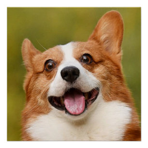 Póster Adicionar Foto de Cão Personalizada Personalizada