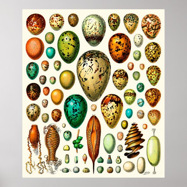 Póster Adolphe Millot ~ Eggs (Frente)