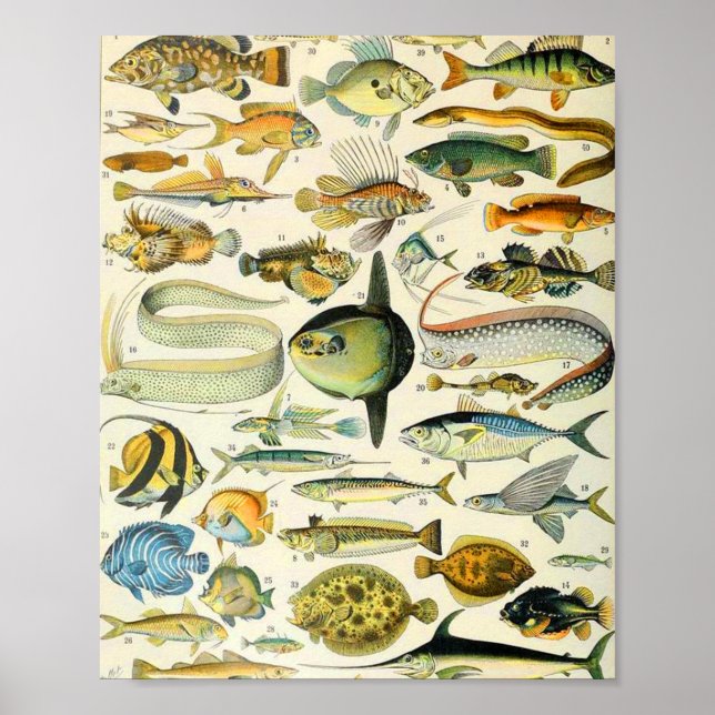 Poster Adolphe Millot Fish A (Frente)
