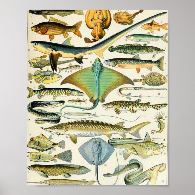 Poster Adolphe Millot Fish B (Frente)