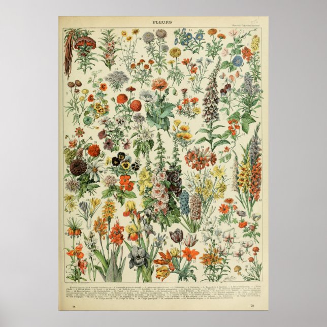 Poster Adolphe Millot Fleurs (Frente)