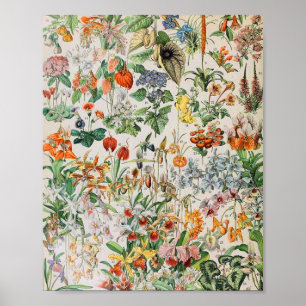 Poster Adolphe Millot flores D