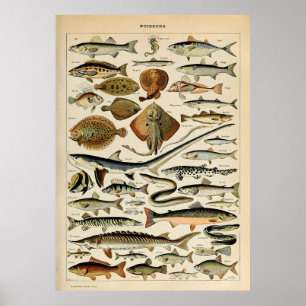 Poster Adolphe Millot Marine Fish
