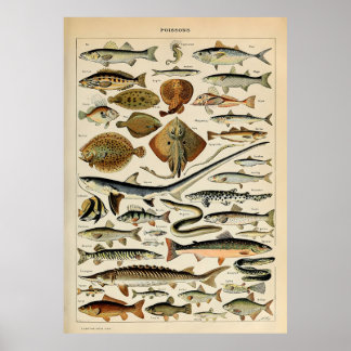 Poster Adolphe Millot Marine Fish