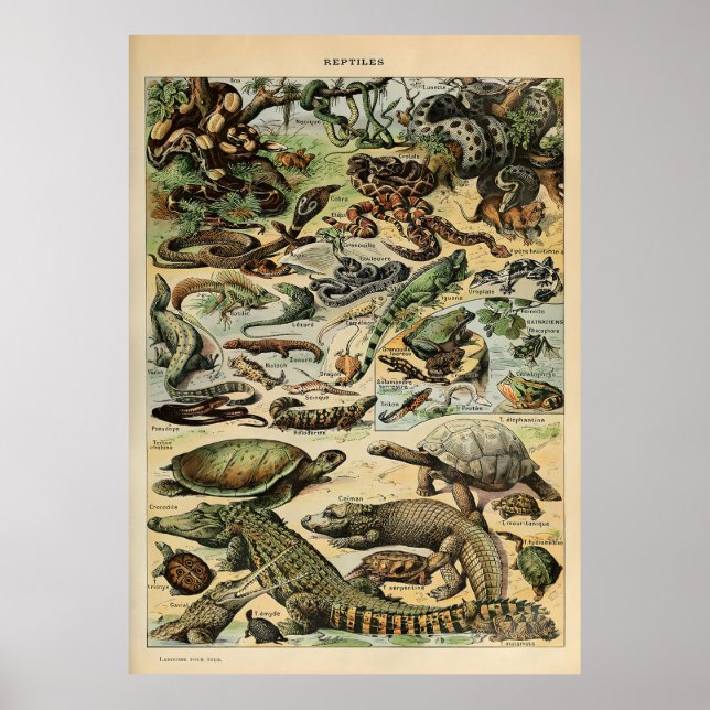 Poster Adolphe Millot Reptile (Frente)