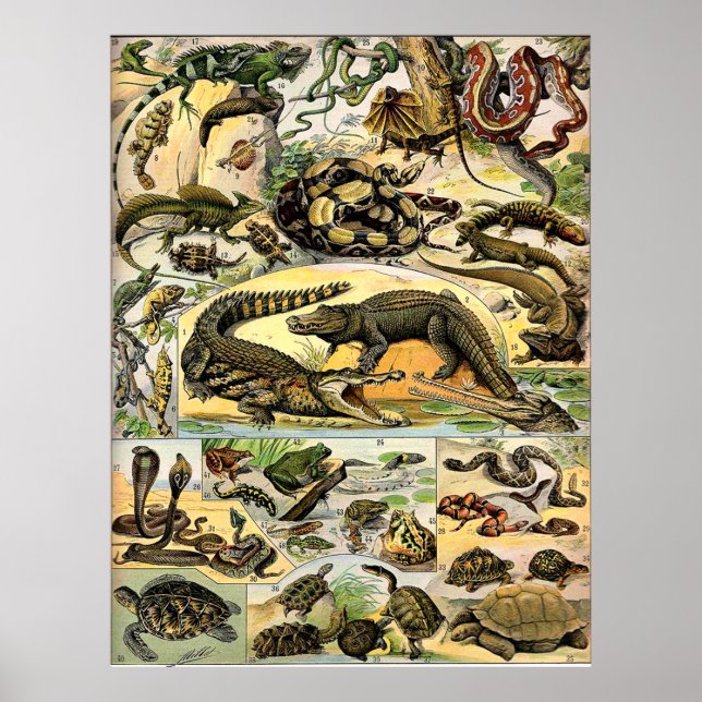 Poster Adolphe Millot Reptiles (Frente)