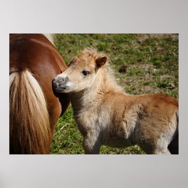Póster Adorable Haflinger Foal (Frente)