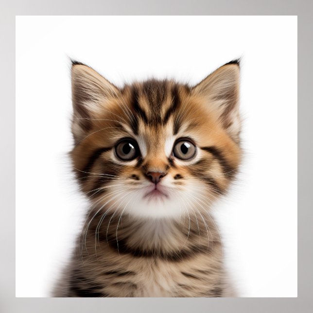 Poster Adorable Kitten (Frente)