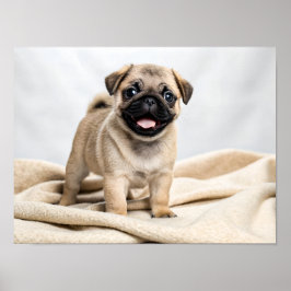 Poster Adorable pug puppy