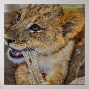 Poster Adorable Young Lion Cub Chewing on Towel Photo