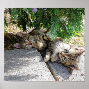 Poster Adoráveis dois gatinhos, pequenos gatos, brincando