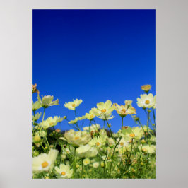Poster Adorável Cosmos Amarelos Limpo Campo de Flor Azul 