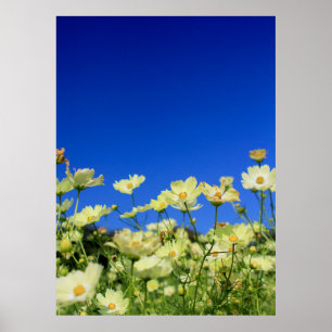 Poster Adorável Cosmos Amarelos Limpo Campo de Flor Azul