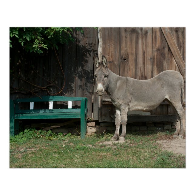 Póster Adorável Donkey Ao Lado De Wooden Green Bench (Frente)